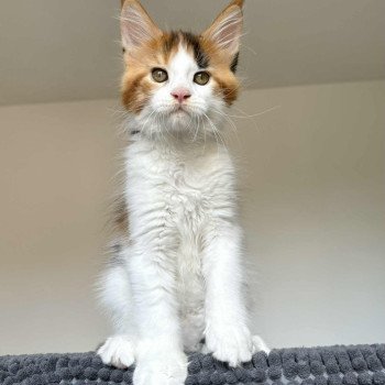 Signature Aimi Femelle Maine coon
