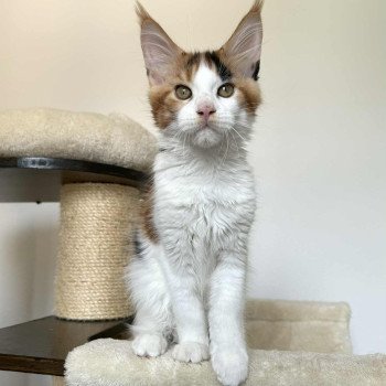 Signature Aimi Femelle Maine coon
