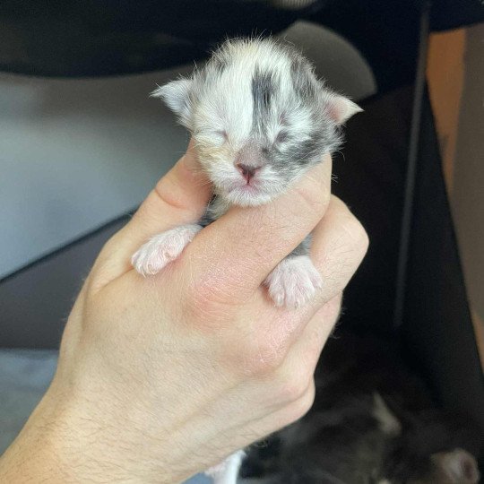 chaton Maine coon black tortie silver blotched tabby & blanc Akira Chatterie Signature black tortie silver blotched tabby & blanc
