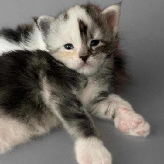 chaton Maine coon black tortie silver blotched tabby & blanc Akira Chatterie Signature black tortie silver blotched tabby & blanc