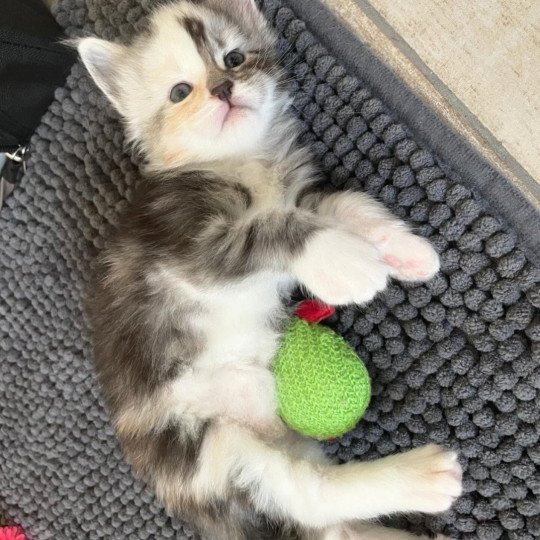 chaton Maine coon black tortie silver blotched tabby & blanc Akira Chatterie Signature black tortie silver blotched tabby & blanc