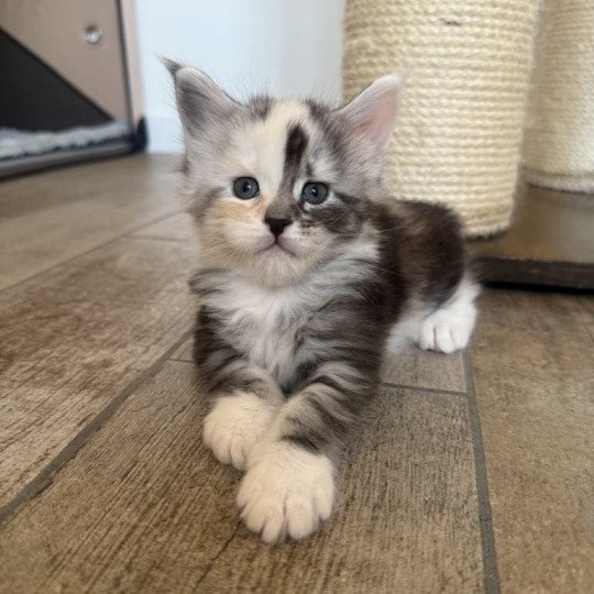 chaton Maine coon black tortie silver blotched tabby & blanc Akira Chatterie Signature black tortie silver blotched tabby & blanc