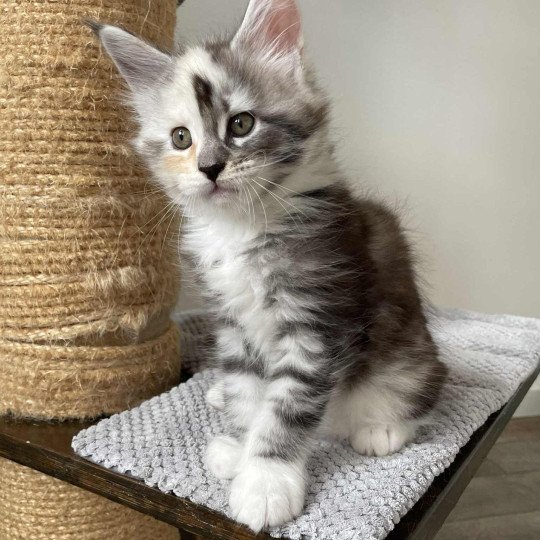 chaton Maine coon black tortie silver blotched tabby & blanc Akira Chatterie Signature black tortie silver blotched tabby & blanc
