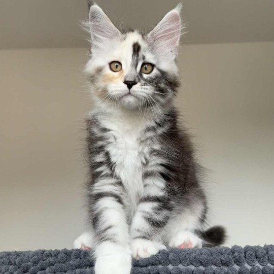 chaton Maine coon black tortie silver blotched tabby & blanc Akira Chatterie Signature black tortie silver blotched tabby & blanc