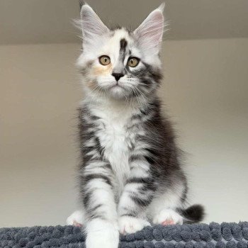 Signature Akira Femelle Maine coon