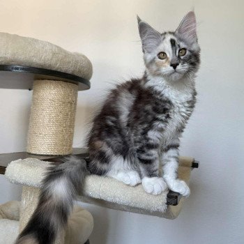 Signature Akira Femelle Maine coon