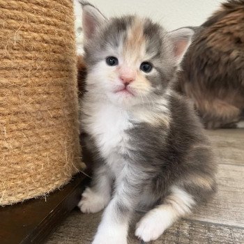 Signature Ayana Femelle Maine coon