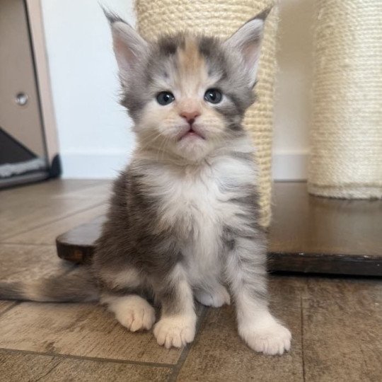 chaton Maine coon blue tortie silver blotched tabby & blanc Ayana Chatterie Signature blue tortie silver blotched tabby & blanc