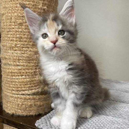 chaton Maine coon blue tortie silver blotched tabby & blanc Ayana Chatterie Signature blue tortie silver blotched tabby & blanc