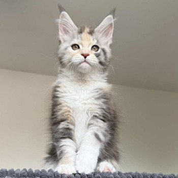 Signature Ayana Femelle Maine coon