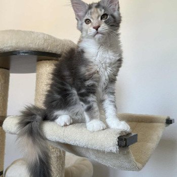 Signature Ayana Femelle Maine coon