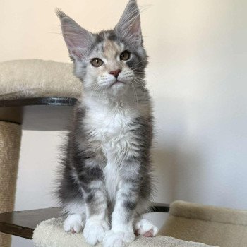 Signature Ayana Femelle Maine coon
