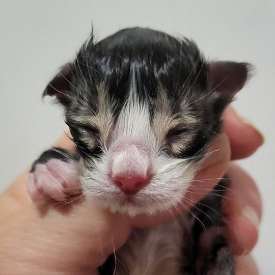 chaton Norvégien brown mackerel tabby & blanc Chatterie Des Petits Vikings brown mackerel tabby & blanc
