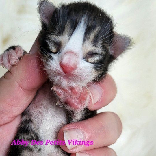 chaton Norvégien brown mackerel tabby & blanc Abby Des Petits Vikings Chatterie Des Petits Vikings brown mackerel tabby & blanc
