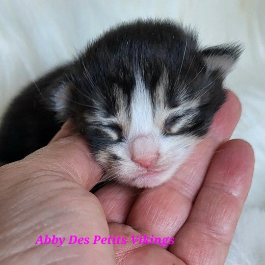 chaton Norvégien brown mackerel tabby & blanc Abby Des Petits Vikings Chatterie Des Petits Vikings brown mackerel tabby & blanc