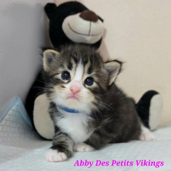 Abby Des Petits Vikings Femelle Norvégien