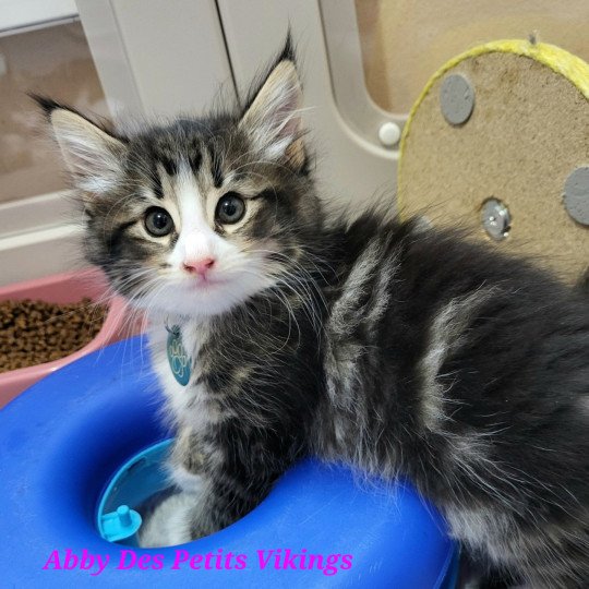 chaton Norvégien brown mackerel tabby & blanc Abby Chatterie Des Petits Vikings brown blotched tabby & blanc