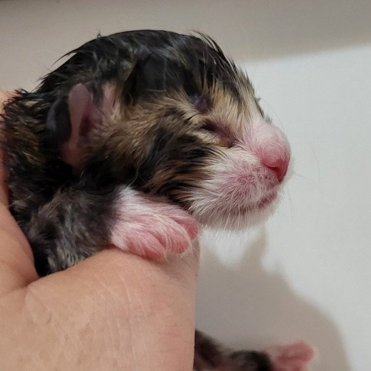 chaton Norvégien Chatterie Des Petits Vikings brown mackerel tabby & blanc