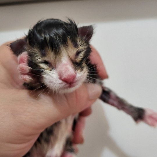 chaton Norvégien Chatterie Des Petits Vikings brown mackerel tabby & blanc