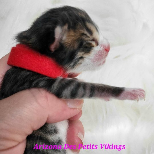 chaton Norvégien Arizona Des Petits Vikings Chatterie Des Petits Vikings brown mackerel tabby & blanc