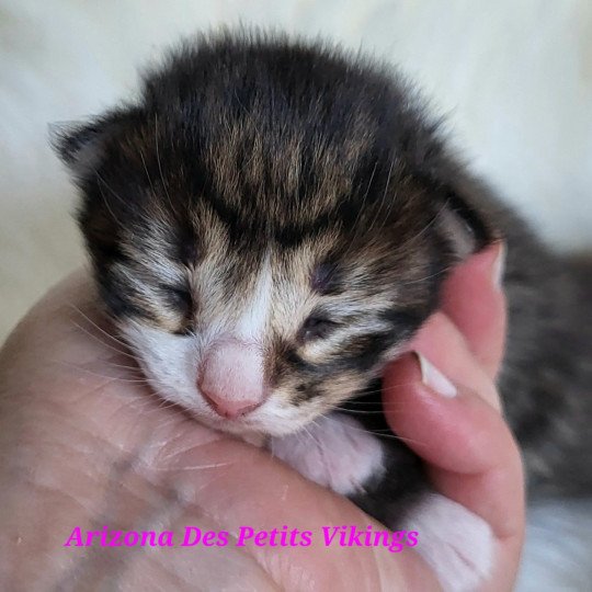 chaton Norvégien Arizona Des Petits Vikings Chatterie Des Petits Vikings brown mackerel tabby & blanc