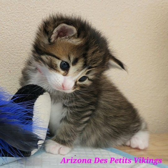 chaton Norvégien Arizona Chatterie Des Petits Vikings brown mackerel tabby & blanc