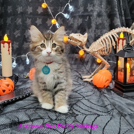 chaton Norvégien brown mackerel tabby & blanc Arizona Chatterie Des Petits Vikings brown mackerel tabby & blanc