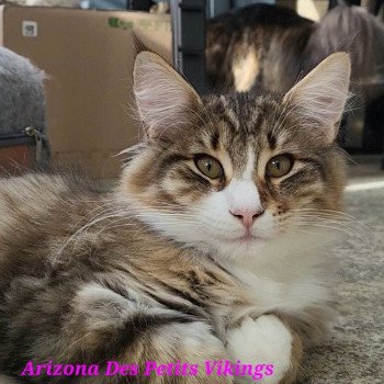 Arizona Des Petits Vikings Femelle Norvégien