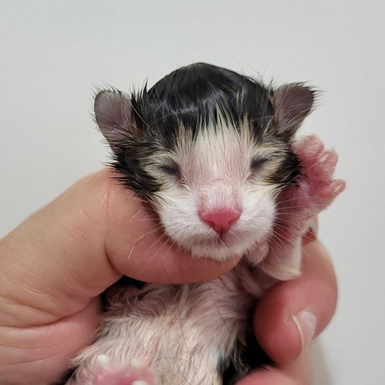 chaton Norvégien Chatterie Des Petits Vikings  