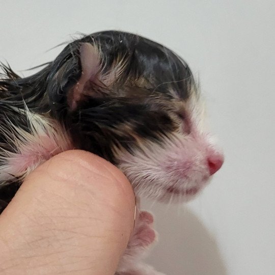 chaton Norvégien Chatterie Des Petits Vikings  