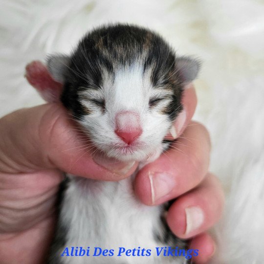 chaton Norvégien Alibi Des Petits Vikings Chatterie Des Petits Vikings  
