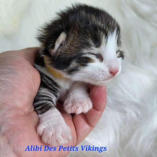 chaton Norvégien Alibi Des Petits Vikings Chatterie Des Petits Vikings  