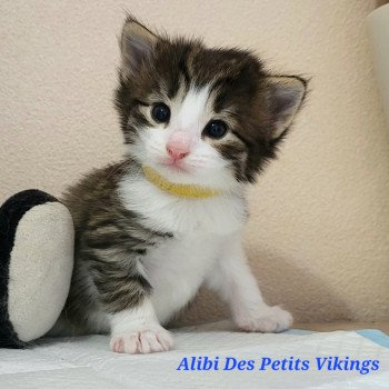 Alibi Des Petits Vikings Mâle Norvégien