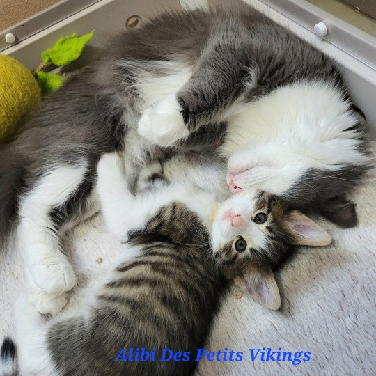 chaton Norvégien Alibi Chatterie Des Petits Vikings brown mackerel tabby & blanc