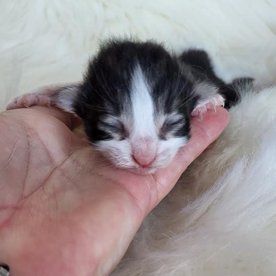 chaton Norvégien Chatterie Des Petits Vikings brown blotched tabby & blanc
