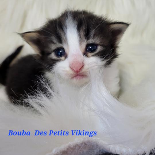 chaton Norvégien Bouba Chatterie Des Petits Vikings brown blotched tabby & blanc