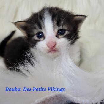 Bouba Des Petits Vikings Mâle Norvégien