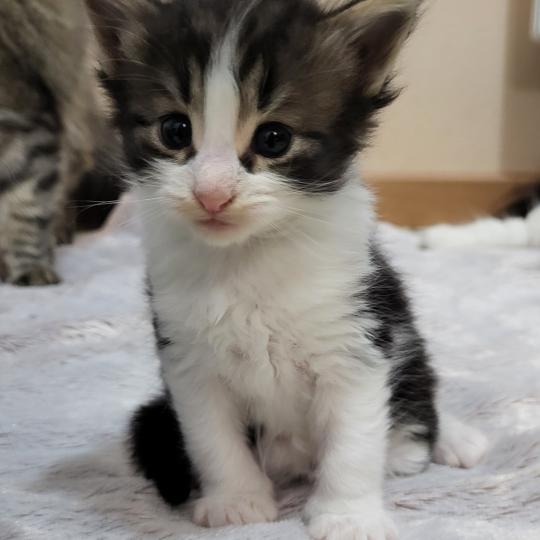 chaton Norvégien Bouba Chatterie Des Petits Vikings brown blotched tabby & blanc