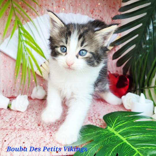 chaton Norvégien Bouba Chatterie Des Petits Vikings brown blotched tabby & blanc