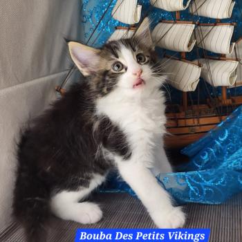 Bouba Des Petits Vikings Mâle Norvégien