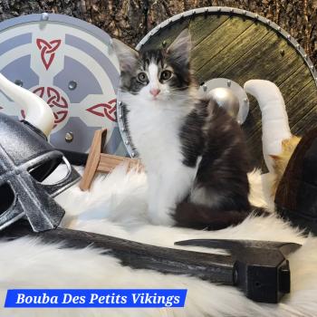 Bouba Des Petits Vikings Mâle Norvégien