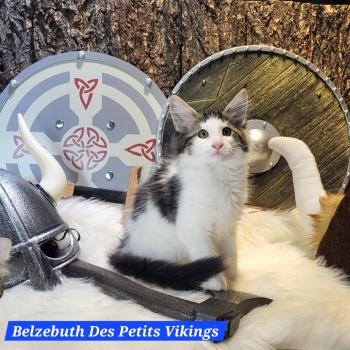 Belzebuth Des Petits Vikings Mâle Norvégien