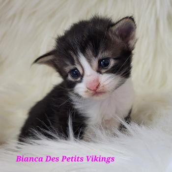 Bianca Des Petits Vikings Femelle Norvégien