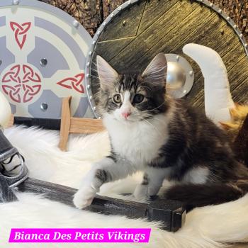 Bianca Des Petits Vikings Femelle Norvégien