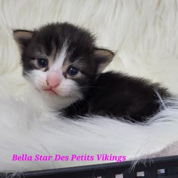 Bella Star Des Petits Vikings Femelle Norvégien