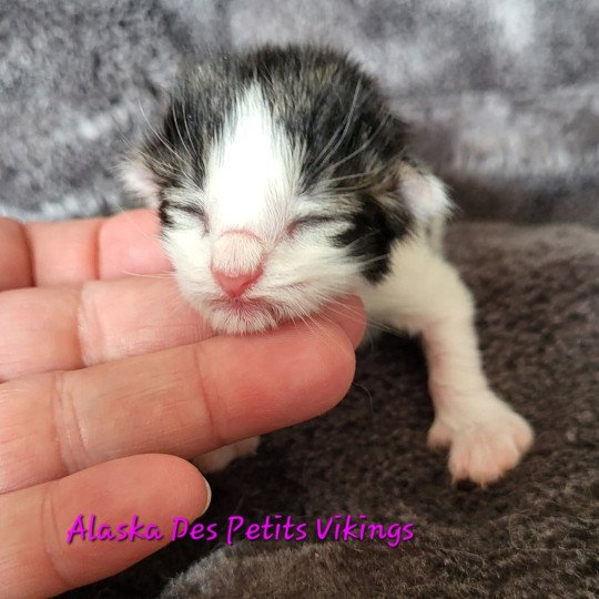 chaton Norvégien brown tabby & blanc arlequin Alaska Chatterie Des Petits Vikings brown tabby & blanc arlequin