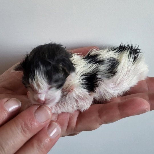 chaton Norvégien brown tabby & blanc arlequin Alaska Chatterie Des Petits Vikings brown tabby & blanc arlequin