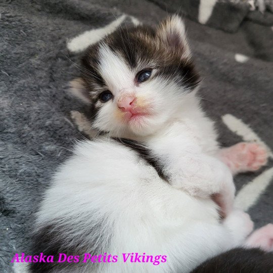 chaton Norvégien brown tabby & blanc arlequin Alaska Chatterie Des Petits Vikings brown tabby & blanc arlequin