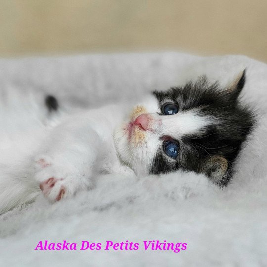 chaton Norvégien brown tabby & blanc arlequin Alaska Chatterie Des Petits Vikings brown tabby & blanc arlequin