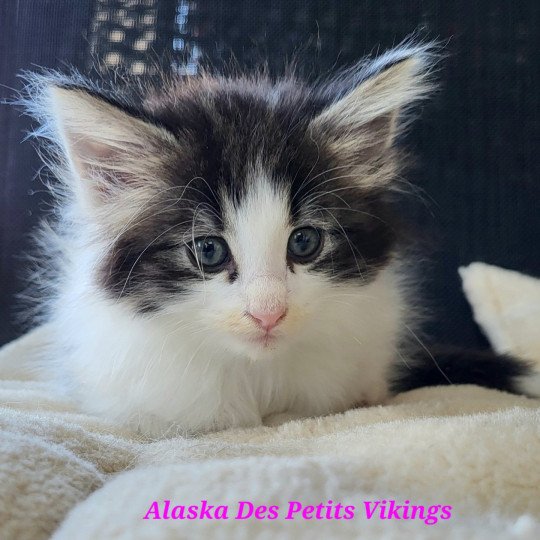 chaton Norvégien brown tabby & blanc arlequin Alaska Chatterie Des Petits Vikings brown mackerel tabby & blanc arlequin